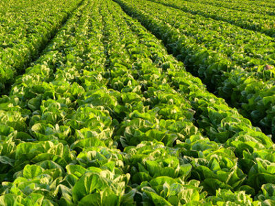 BioMax – Better Soils, Better Row Crops